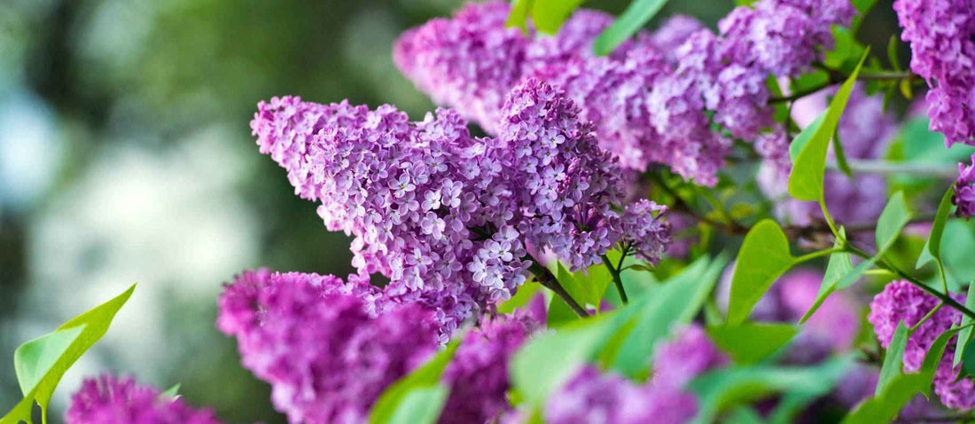 Snoeien de Sering (Syringa vulgaris)