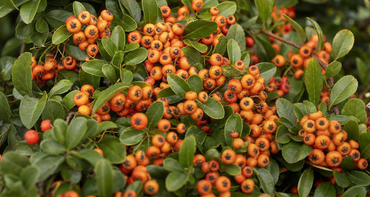 Snoeien de vuurdoorn (Pyracantha)