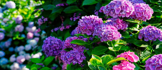 Hortensia's snoeien