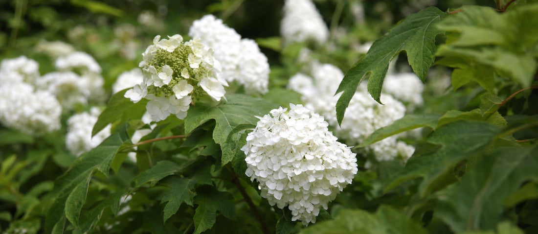 Snoeien de eikenbladhortensia