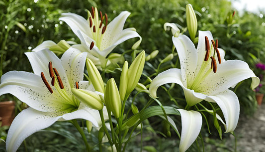 Alles weten over het planten van lelies