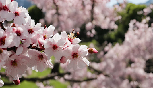 Hoe om te gaan met plagen van de Japanse kersenboom