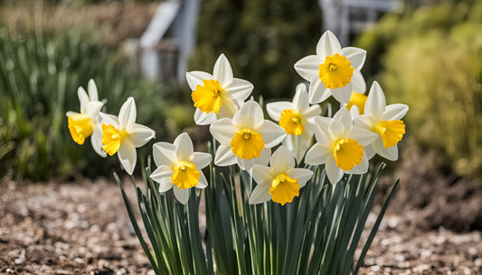 Hoe succesvol narcissen planten