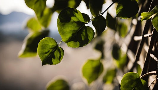 Hoe uw klimplanten water geven
