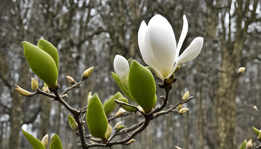 Kenmerken van de magnolia acuminata