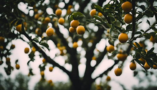 Voorkomen en behandelen van ziektes bij fruitbomen in potten