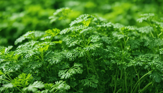 Altijd perfect peterselie: het geheim van een overvloedige oogst.