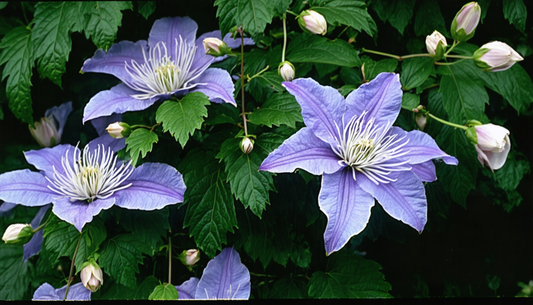 De beste Clematissoorten voor het kweken in potten
