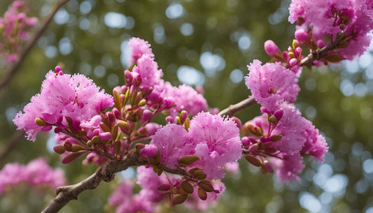 Gids voor het planten van Indische sering