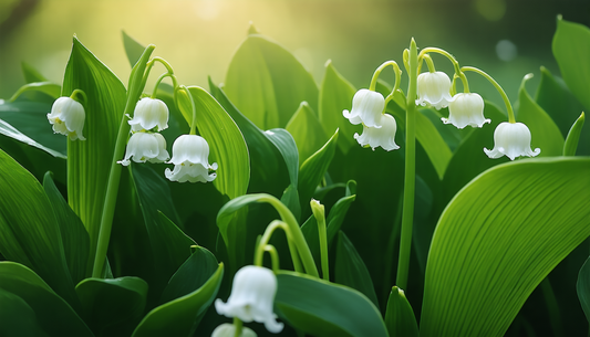 Het geheim van een lelietje-van-dalen die elk jaar terugkomt, zelfs voor beginners.