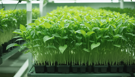 Hydrocultuurplanten voor een stijlvol en levendig interieur, zonder moeite.