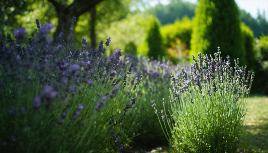 Plant uw lavendel en geniet moeiteloos van zijn geur.