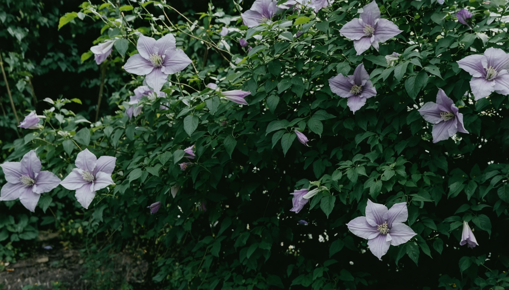 Praktische handleiding voor de juiste snoeigrootte van Clematis