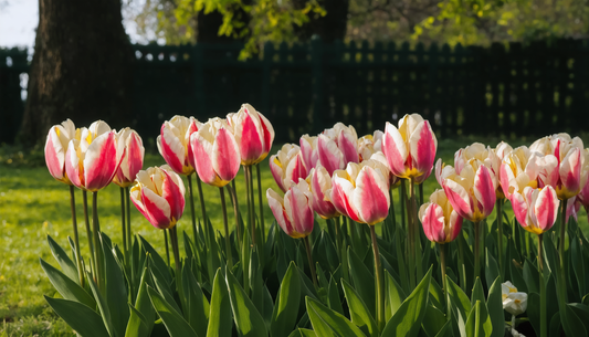 Tulpen: Gemakkelijk te onderhouden voor een bloeiende tuin vanaf de eerste lentedagen.