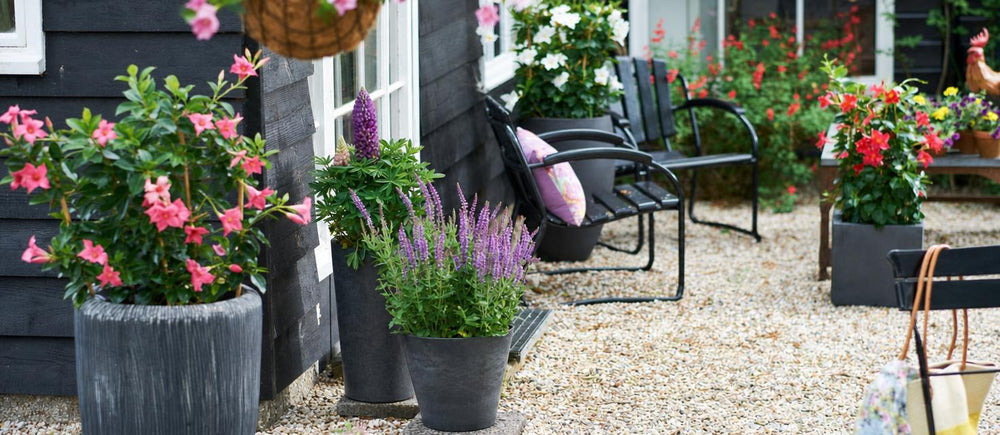 Terrasplanten in pot kleuren het terras!