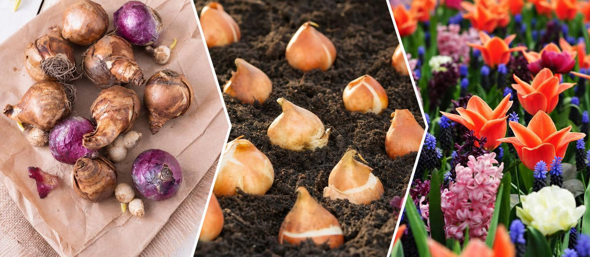 Bloembollen planten, zo gepiept!