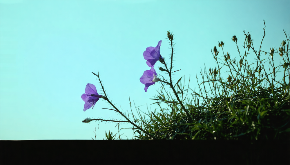 De campanula: de bloem die altijd lukt, zelfs zonder groene vingers.