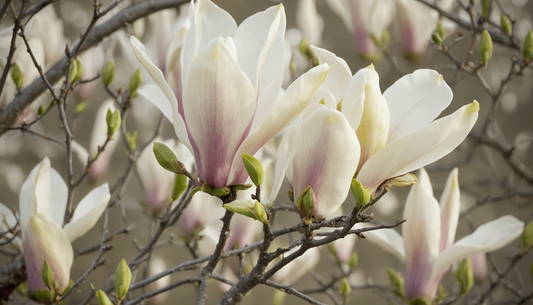 De magnolia: de perfecte boom voor beginners, altijd een succes.