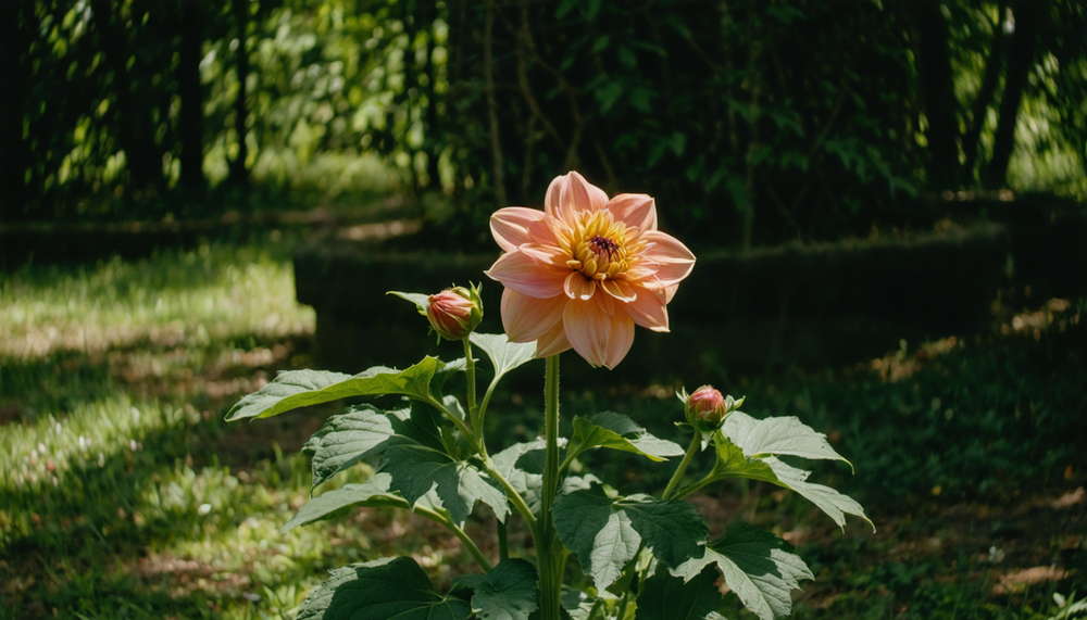De sprankelende touch die alles verandert de dahlia, de ster van jouw tuin.