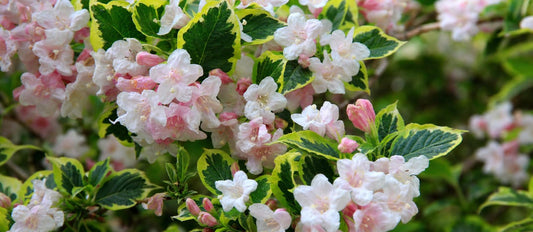 Snoeien de weigelia