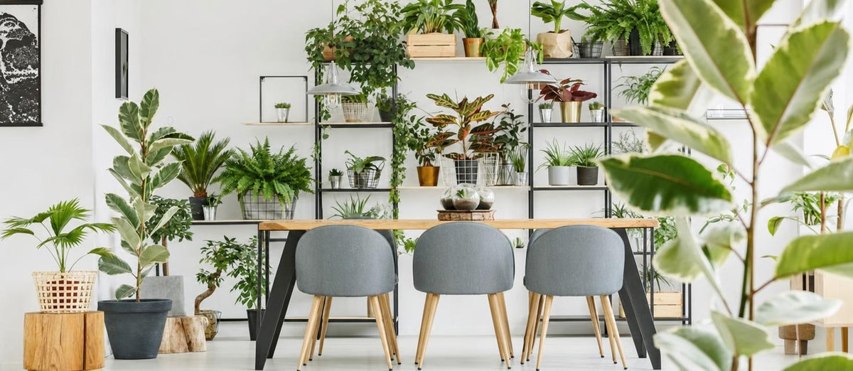 Creatief met kamerplanten