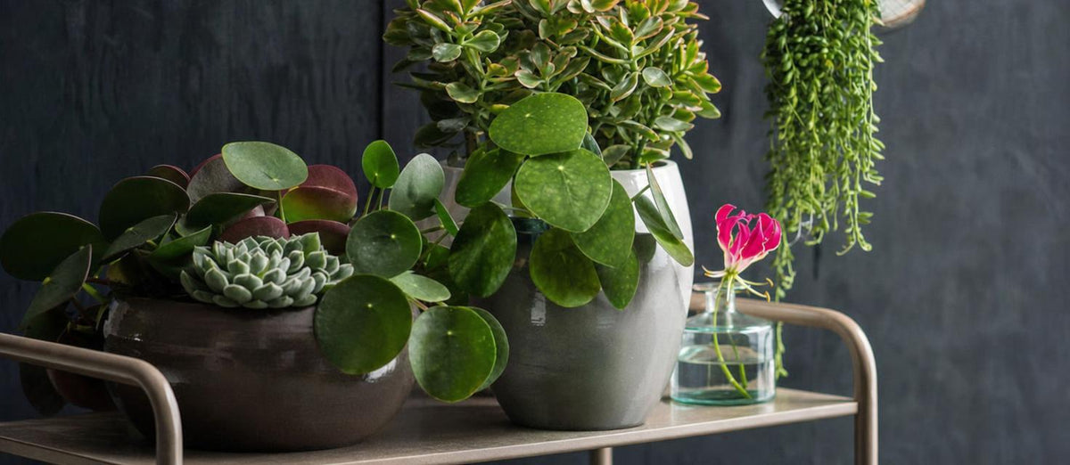 Meest kunstige kunstplanten