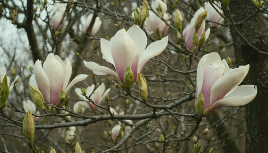Een magnolia voor een tuin die moeiteloos indruk maakt.