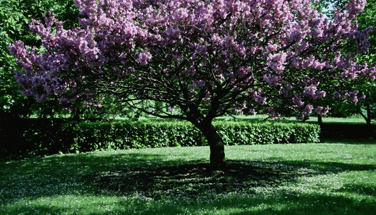 Eenvoudig onderhoud van de Judasboom, seizoen na seizoen