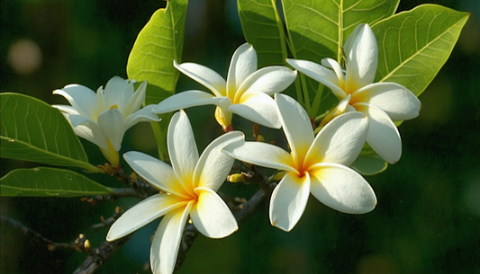 Frangipani: de onderhoudsgids zonder gedoe voor een betoverende bloei.