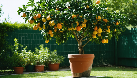 Fruitboom in pot: direct genieten, ook zonder tuin