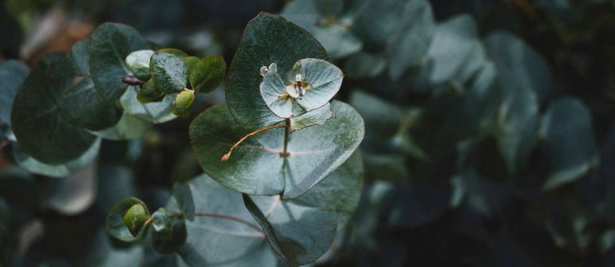De Eucalyptus: multifunctionele plant en wondermiddel