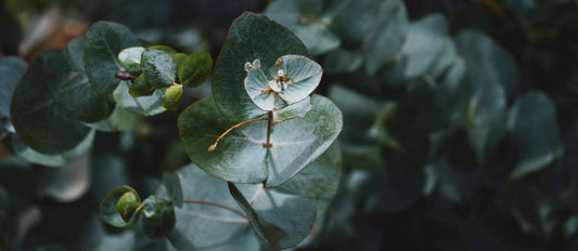 De Eucalyptus: multifunctionele plant en wondermiddel