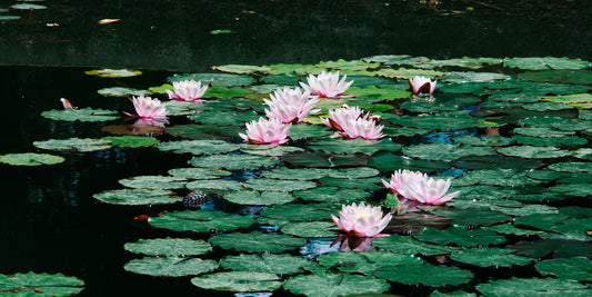 De Beste Meststoffen voor Waterlelies