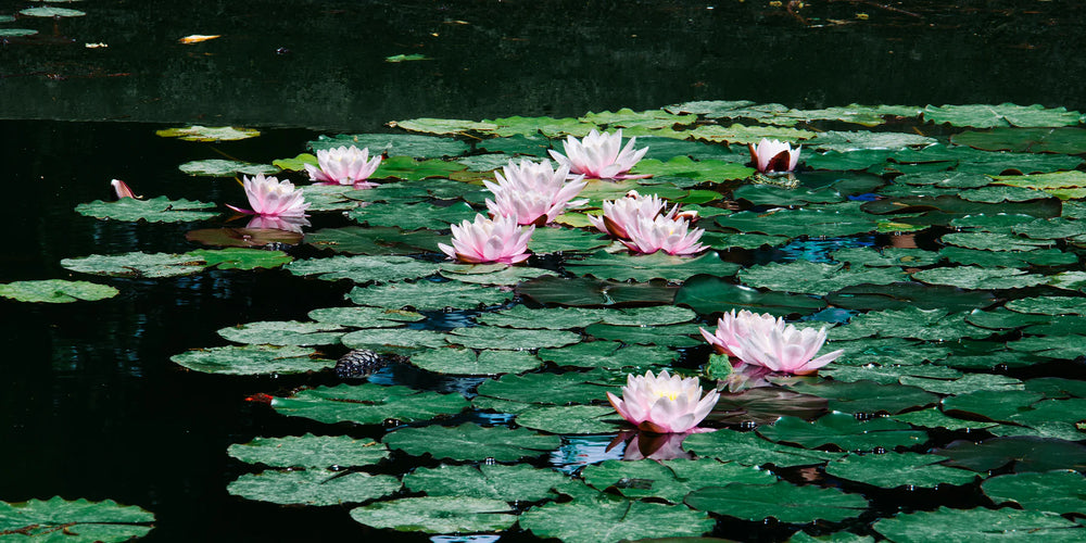 De Beste Meststoffen voor Waterlelies