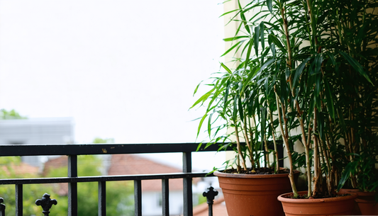 Het geheim van altijd perfecte buitenplanten, zelfs voor beginners