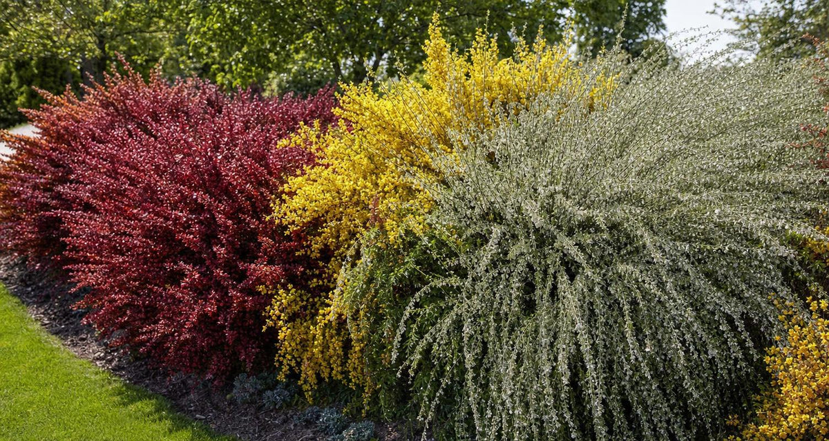 Snoeien de brem (Cytisus praecox)