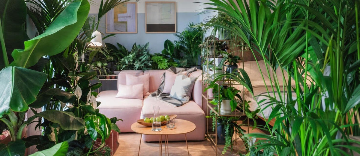 Creëer jouw eigen urban jungle