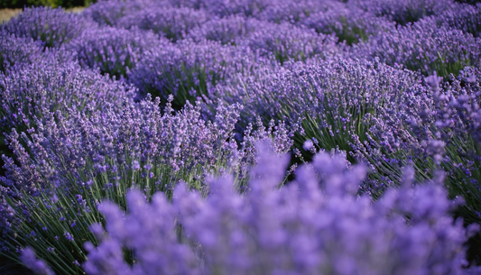 Lavendel: het geheim voor een Provençaals hoekje, zelfs op het balkon.