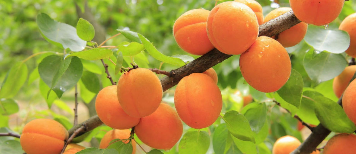 Snoeien de abrikoos (Prunus Armeniaca)