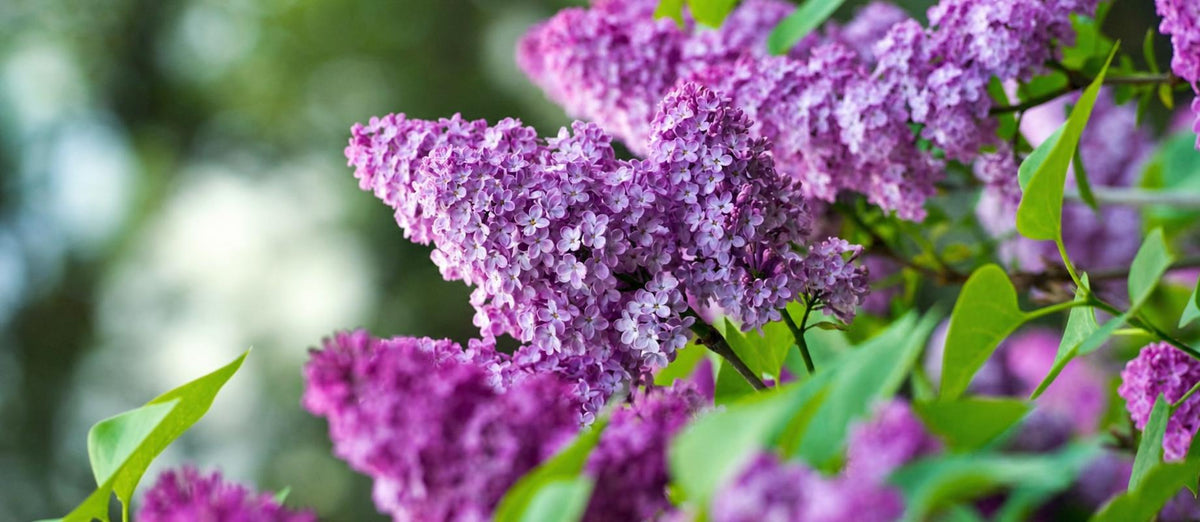 Snoeien de Sering (Syringa vulgaris)