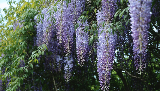 Uw blauweregen verzorgen: eenvoudig en doeltreffend