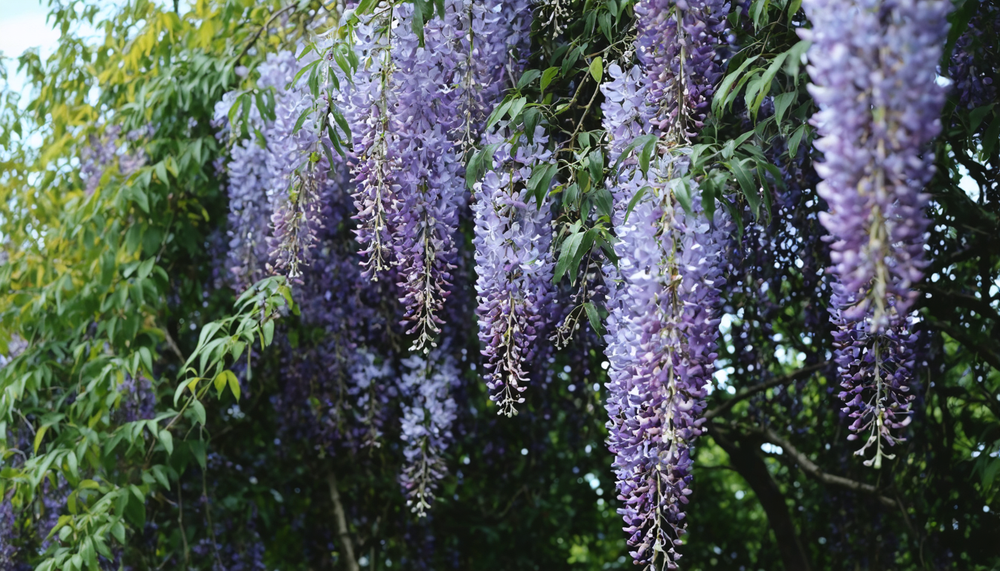 Uw blauweregen verzorgen: eenvoudig en doeltreffend