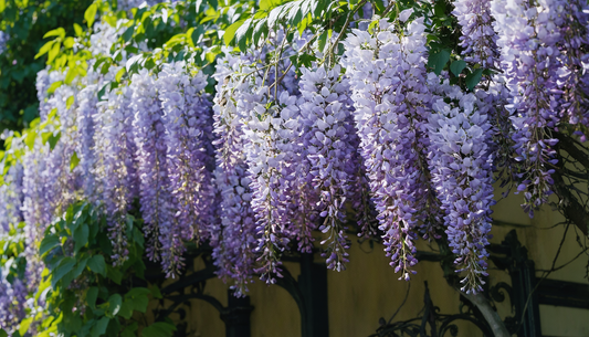 Welke blauweregen siert uw muur of pergola het mooist?