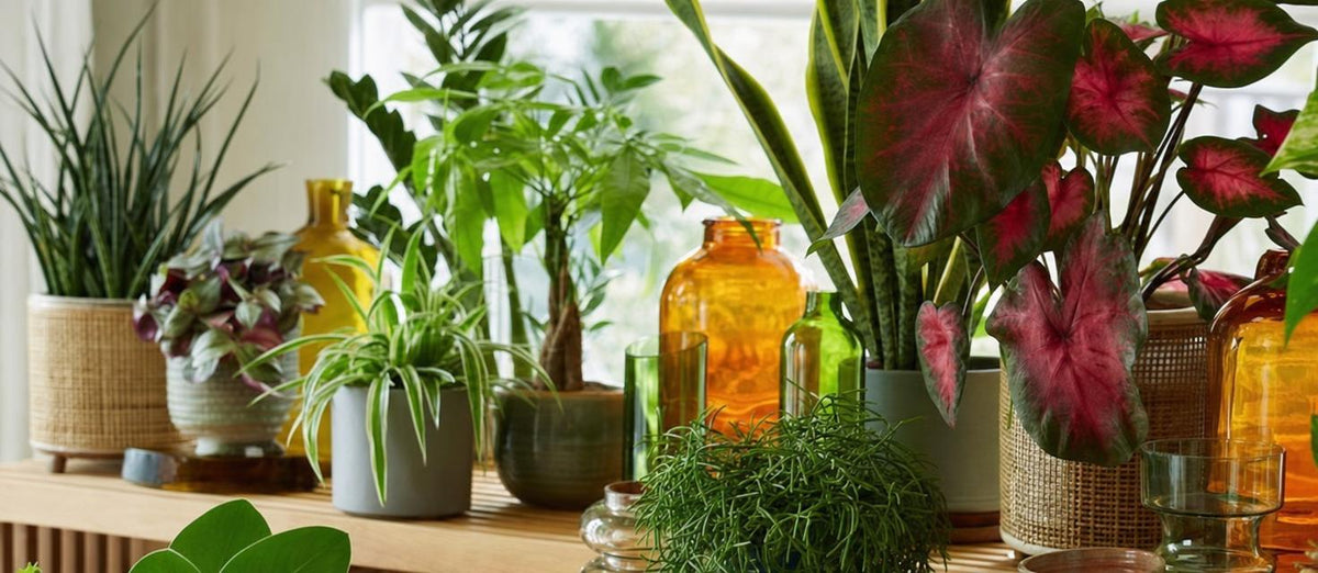 Top 10 makkelijke kamerplanten