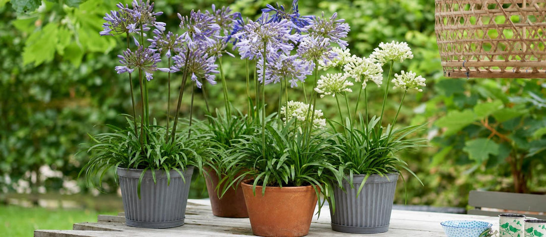 Agapanthus, de Afrikaanse lelie