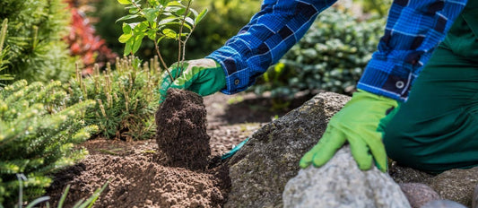 Het verplanten van jouw tuinplanten
