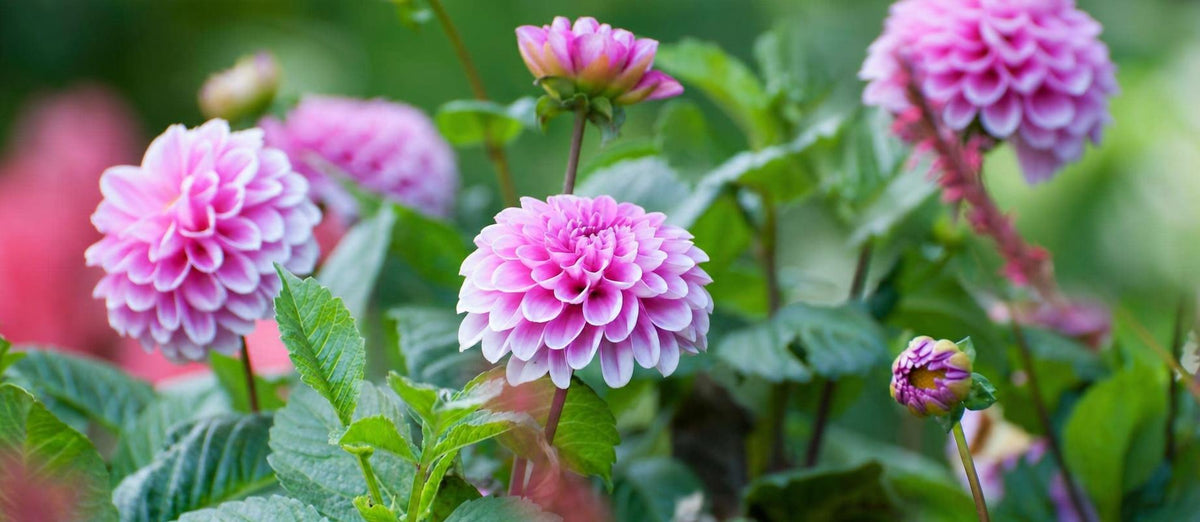 Dahlia's planten en verzorgen