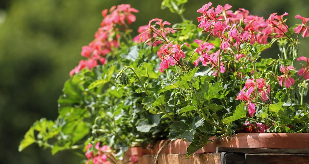 Vaste geraniums