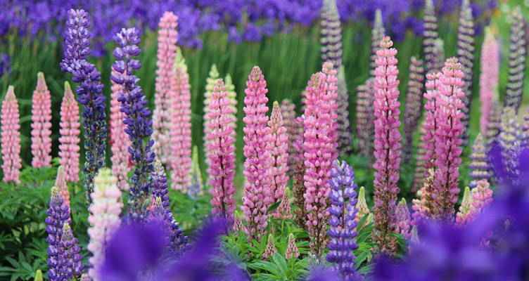 Lupine: indrukwekkende trossen bloemen