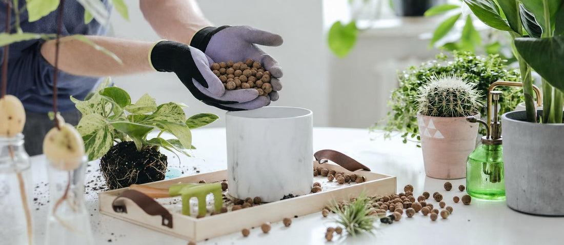 Hoe je jouw kamerplanten het beste kunt verzorgen
